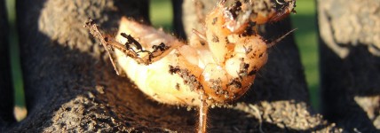 A cicada nymph, unearthed while gardening. From this I discovered that New Zealand cicadas live underground for seven years. Some US cicadas live from 13 to 17 years underground.